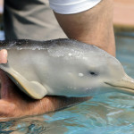 Спасение дельфина
