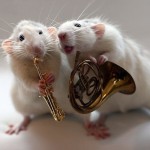 Крысиный оркестр Ellen van Deelen.