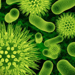 Бактерии и мы