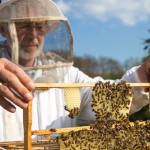 Тайны пчелопродуктов: не мёдом единым